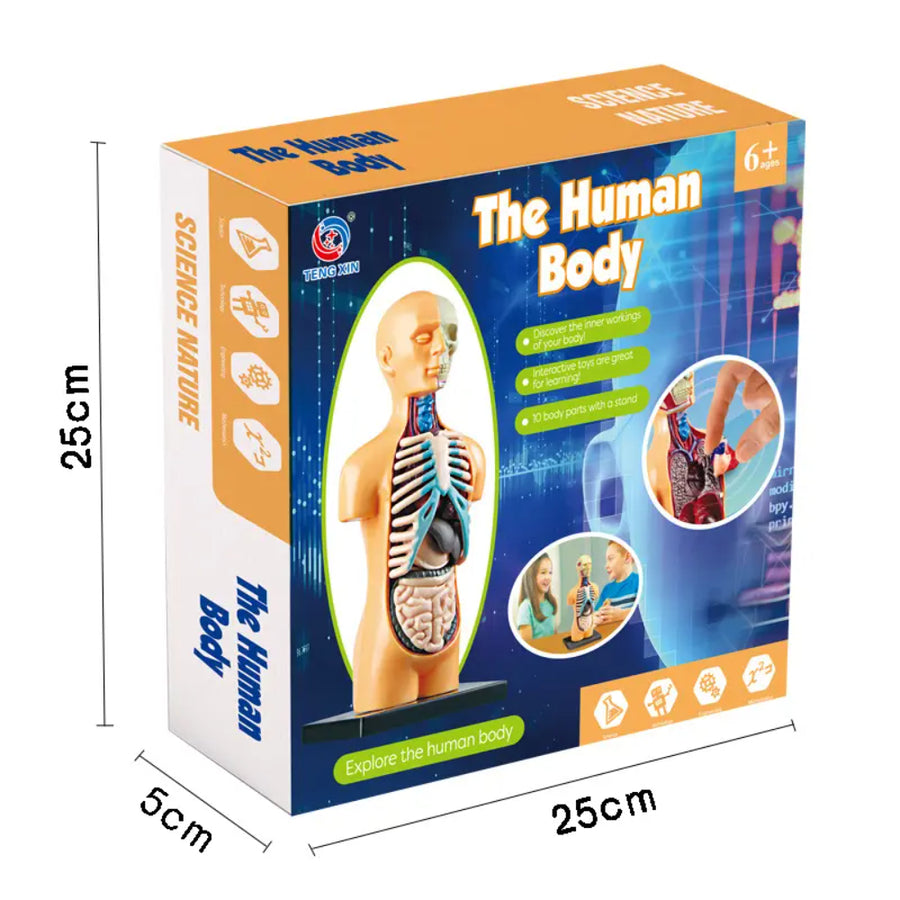Modelo Anatómico Cuerpo Humano Armable Juguete Científico