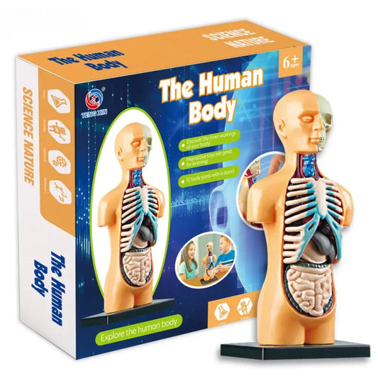 Modelo Anatómico Cuerpo Humano Armable Juguete Científico