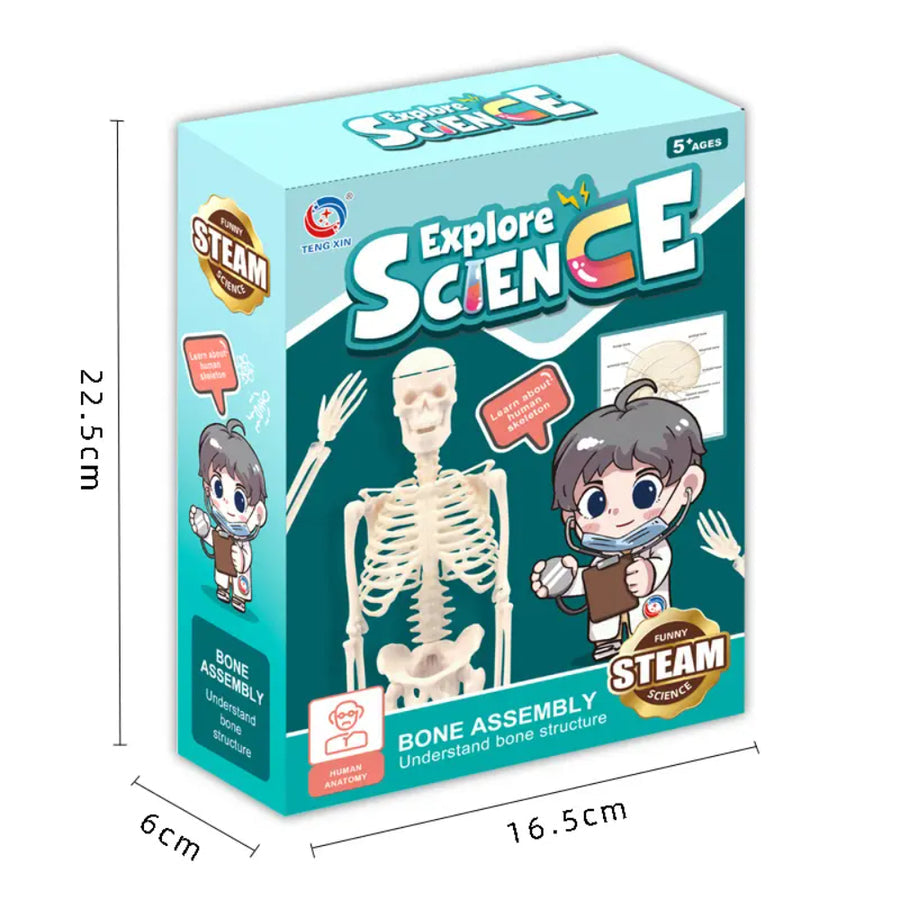 Modelo Anatómico Esqueleto Humano Armable Juguete Científico