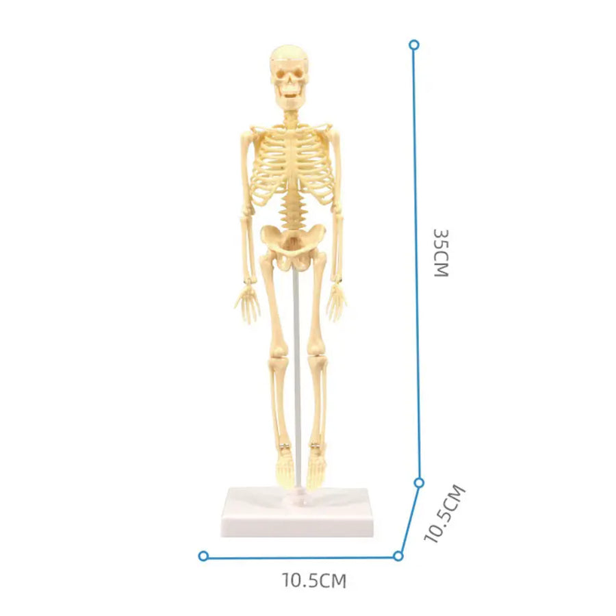 Modelo Anatómico Esqueleto Humano Armable Juguete Científico